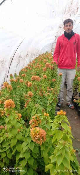 تشكيله مرتبه 😉
واسعار رمزيه 🫰

بمشتل بابل بفضل الله تشكيله مميزه من الاشجار الخارجيه المقاومه لاجوائنا  والضروف الصعبه متوفره في مشتلنا بكميات كبيره 
                              #للجمله_فقط 
#وبأسعار_مناسبه_لاصحاب_المشاتل_والدوائر_البلديه_ #والمشاريع_وحملات_التشجير
#العنوان / بابل طريق حله نجف رارنجيه المجريه 
للاستفسار //             👇
#ابو_دانيال.    ***********
