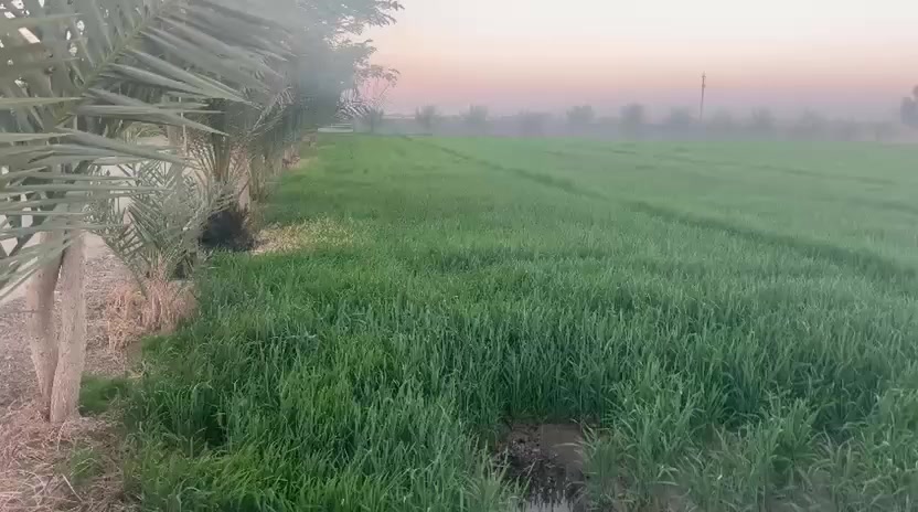 للبيع دونمين ونص زراعي مسيجه وكامله شارعها10متر سعر دونم25 بيها جعب من ضمن الكاع
كاع كلشش حلوة ومرتبه ومسيجه #الشهابي_الثالثه اطراف الفلوجه ***********//*********** التفاصيل داخل الفيديو
