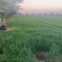 الفلوجه • دونم ونص • مسيجه