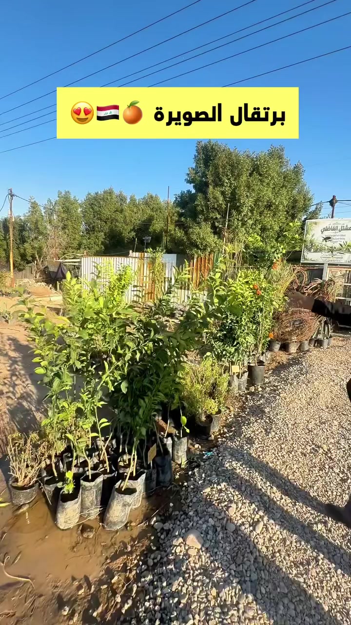 اقدم مشتل بالكوت منذ عام 1991 
مشتل الفاضلي بأدارة ابو عباس الفاضلي
الموقع الجديد ✅
‪@mshtllkwt‬ 
***********
***********
العنوان : الكوت طريق العمارة مقابل تمثال الشهيد عبد الرحمن ابو رغيف ومجاور دائرة الرعاية⁩
