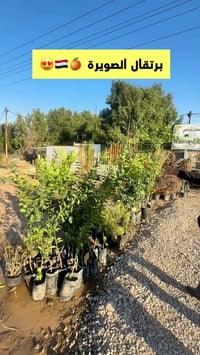 مشتل الفاضلي • الكوت طريق العمارة • منذ ١٩٩١