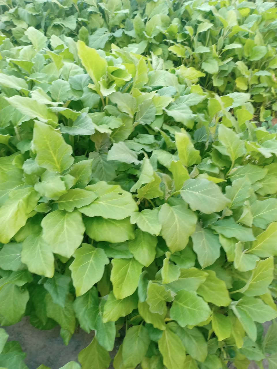 تم وصول دايات بيذنجان طماطه فلفل حار فلفل بارد وبأنسب الاسعار


**إذا كنت صاحب هذا الإعلان وتريد حذفه لأي سبب، رجاءا أرسل رسالة إلى الدعم الفني**