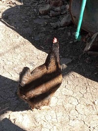 شباب التك • قفل مكاني • يم مدرسة طه حسين