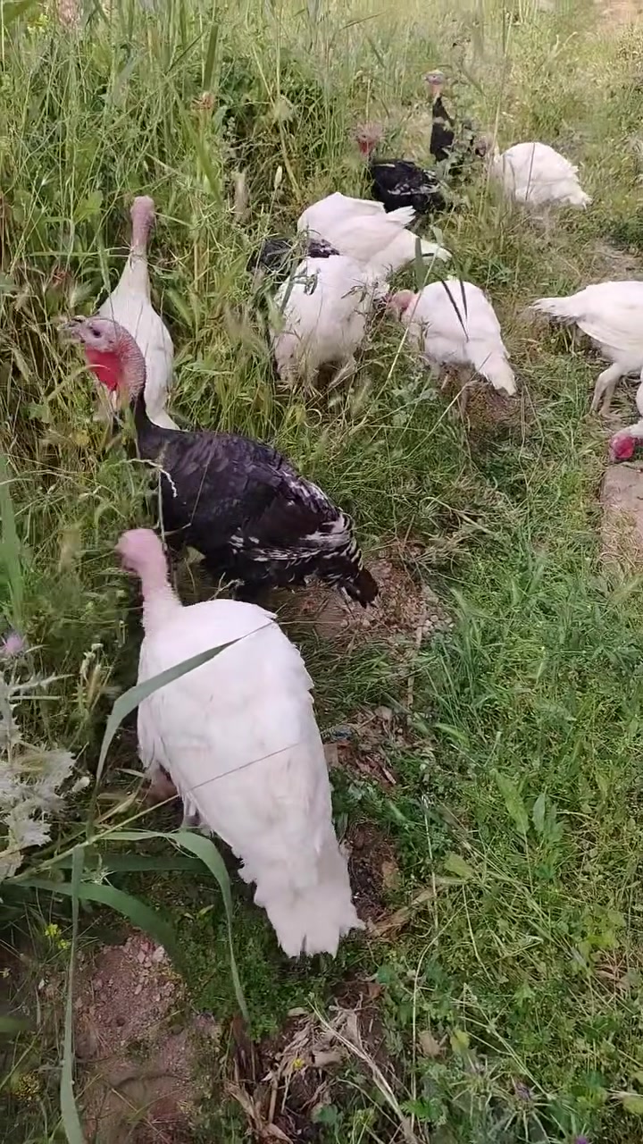 علو كندي الوزن الثقيل العملاق حاليا العمر ٤ ونص شهر والوزن ٩ كيلو او اكثر.. تربية بيت وليس دواجن... يصل الأوزان في سنة إلى أكثر من ٢٥ كيلو
الكيلو على ٩ الالاف للاستفسار الاتصال على الرقم ***********.. العياضية

