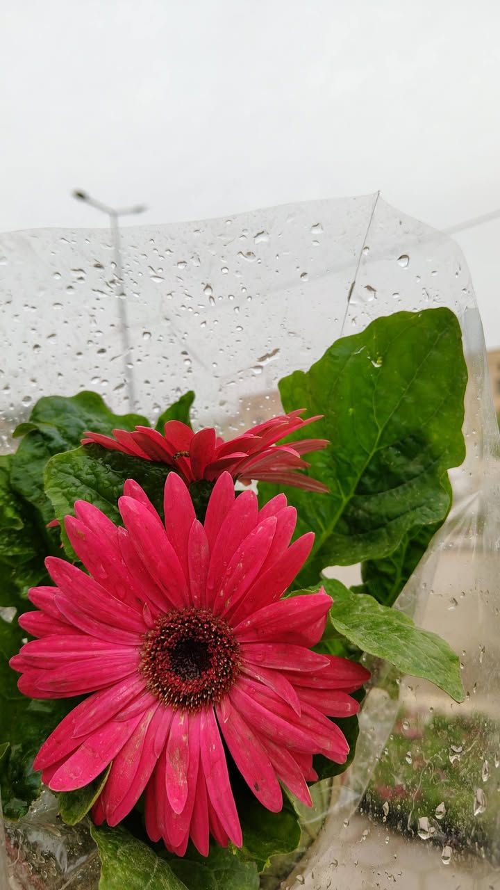 يفتح المشتل طيله ايام الاسبوع من الساعه 8:00 صباحا والى الساعه 10:00 ليلآ
#مشتل_زهور_واسط العنوان كوت فلكه الحاوي شارع مجمع دمشق الطبي مقابل ابتدائية الكوت للتعليم الأساسي #يوجد_توصيل_داخل_الكوت
*********** لطلب والاستفسار واتساب  او مراسله الصفحه الشخصيه بلال الواسطي🌹😊
