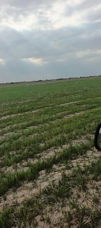 ارض • ميسان البتيره • قرب العاليه والطويله