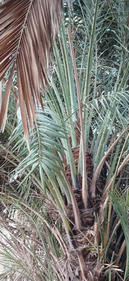 السلام عليكم ورحمة الله يوجد لدينا فسائل خضراوي العدد 2 فسائل خشنات كما موضح في الصورة للتواصل الاتصال على الارقام التالية ***********
***********
