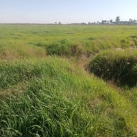 ٢٥٠دونم • واسط الموفقيه • جاير وادغال