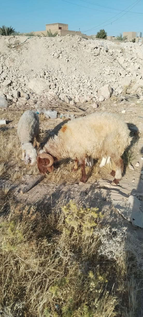 سلام عليكم جبش ثني للبيع مفول لحم خير من الله الي عنده عليه طمع يتصل ودلل هاتف ***********
