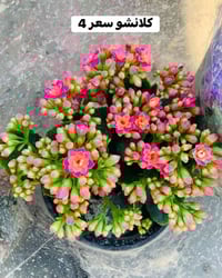 ديكور داخلي • حديقة • صور