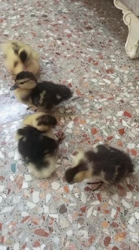 للبيع
‏‪***********‬‏
