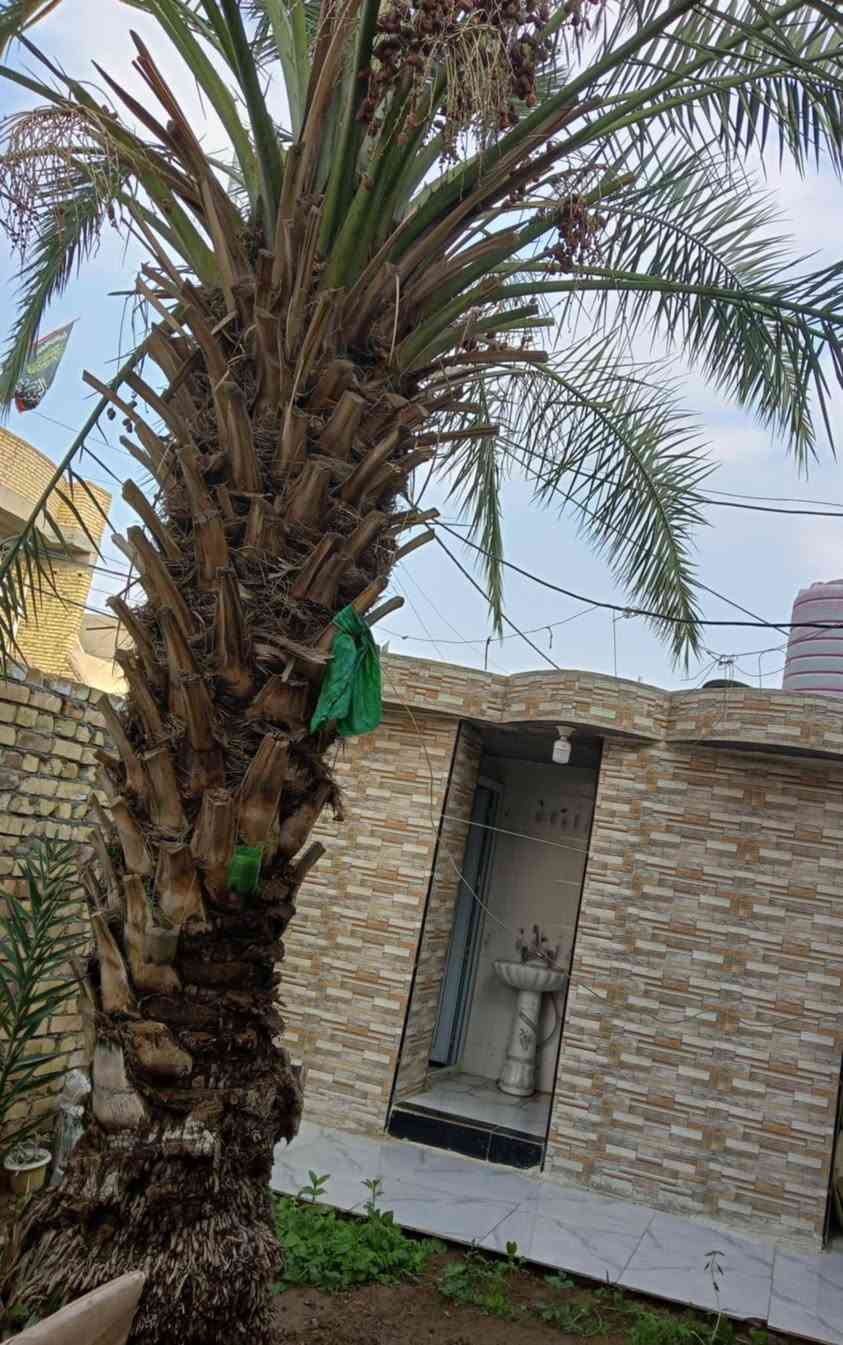 السلام عليكم بيت للبيع المساحه 200م
حي الحوراء شارع المنتزه قريب مدرسة عمود الدين 
يتكون من استقبال +صاله +غرف نوم 2
منور2+مطبخ+كراج اللاستفسار اتصال(***********)
