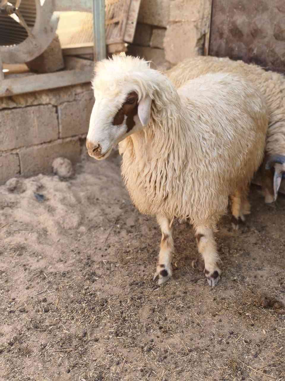 السلام عليكم ورحمة الله
ثناو للبيع العدد 2 و دجه مبدله سنين و فطايم العدد 3 فاخرة مالات جنية
العنوان القياره قريه حاج علي 
***********
‏‪***********‬‏
