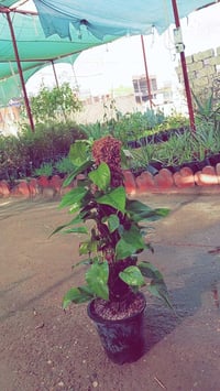 شتول فواكه • تشكيلة واسعة • أطوال مختلفة