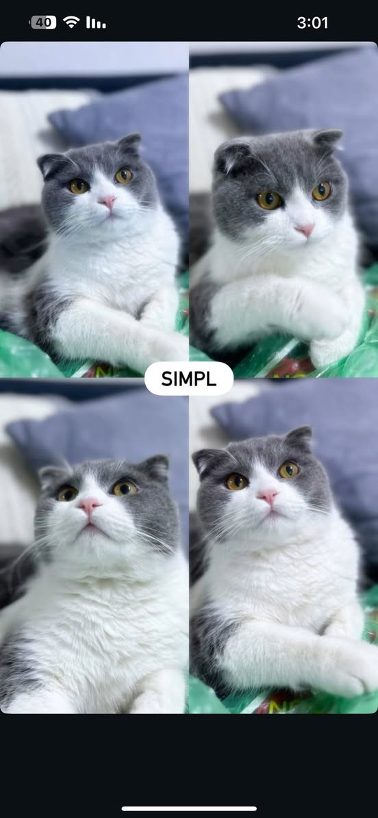 حجي سمبل طالب انثى للتزاوج على سنة الله ورسولة😂😂😂😂😂😂💔هيلب بليز


**إذا كنت صاحب هذا الإعلان وتريد حذفه لأي سبب، رجاءا أرسل رسالة إلى الدعم الفني**