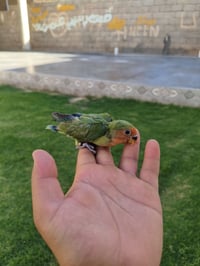 للبيع • نهايته