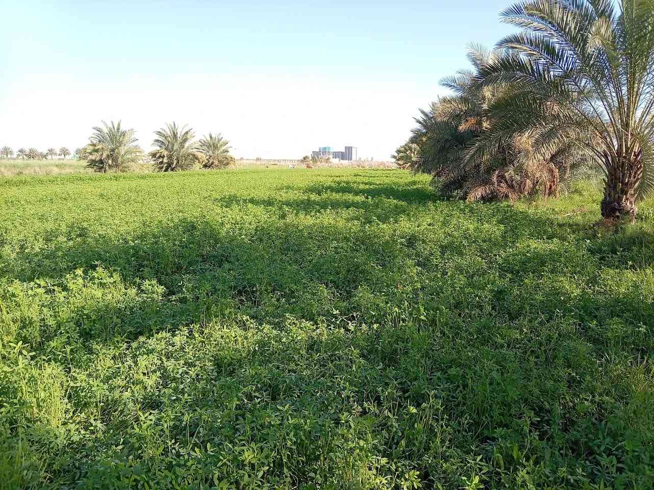 ضمانه برسيم اربع مشاير وهذا الرقم اتصل) ***********
