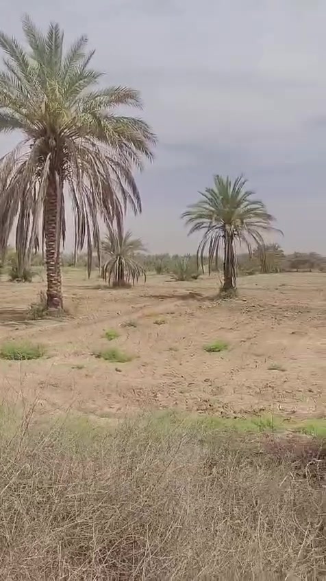 يالله أرض زراعيه للبيع طابو زراعي سند25المساحه 8دونم الواجهة 130م تحويل أسهم مباشر  بسم شخص واحد  أرض زراعيه مخدومه تحتوي على أكثر 100نخله متنوعه مسيجه خدمات كامله ماء كهرباء ماء سقي سيح تبليط الموقع ممتاز كربلاء طويريج خلف محطة وقود الهنديه  قرب مدرسة السواقي استفسار اكثر مراجعة مكتب الجمعيه للعقار مراسله واتصل واتساب  
*********** 
***********
