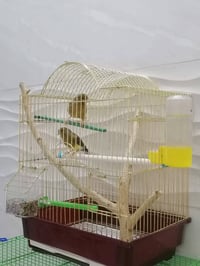 طيور كناري • كناري • طيور • كناري 7 أصوات • أقفاص طيور • قفس كناري • ع...