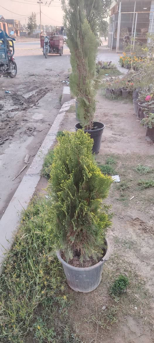 السلام عليكم يتوفر لدينا انواع الورد الجوري والجهنمي وانواع المتسلق المرجان ورد  اشجار ضليه اشجار الفواكه تين ورمان وزيتون وعنب وتفاح وتكي تكي مركبك وتفاح مركب الحمضيات بانواعها عنوان المشتل واسط قضاء الاحرار الحسينيه صف موكب المختار بصف علوان ابو الدهن مقابيل عباس ناصريه متواجد بال مشتل  من الصبح لليل


**إذا كنت صاحب هذا الإعلان وتريد حذفه لأي سبب، رجاءا أرسل رسالة إلى الدعم الفني**