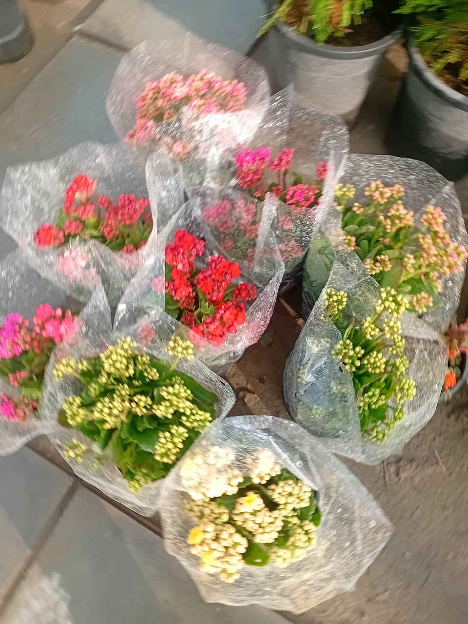 مشتل جنى على شارع العام مقابل جامعه الكوت ويوجد لدينا خدمة


**إذا كنت صاحب هذا الإعلان وتريد حذفه لأي سبب، رجاءا أرسل رسالة إلى الدعم الفني**