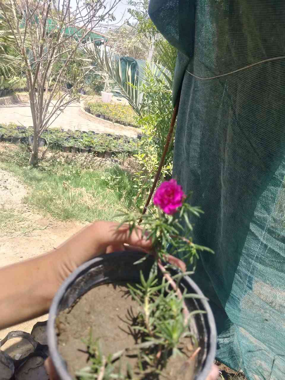 يسعد مسائكم 
لمحبي النباتات وصلت وجبة جديدة من الجهنمي    والاكاسيا وورد الصباح العراقي الملون
للحجز ارسل العنوان مع رقم الهاتف مع الطلب
يتوفر توصيل داخل النجف


**إذا كنت صاحب هذا الإعلان وتريد حذفه لأي سبب، رجاءا أرسل رسالة إلى الدعم الفني**