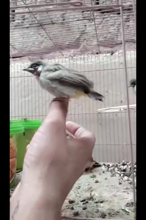 تفاصيل بالتعاليق
