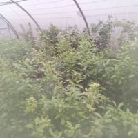 طارمية البغدادي • يوجد كميات • بسنادين