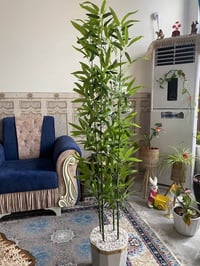 اشجار بامبو • حجم كبير • توصيل