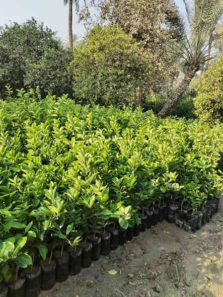 السلام عليكم يوجد لدينا نارنج خشن وحمضيات بانواعها وسدر تفاحي بصراوي العنوان بغداد الكريعات نهاية شارع المعارض للاستفسار الاتصال على الرقم ***********
