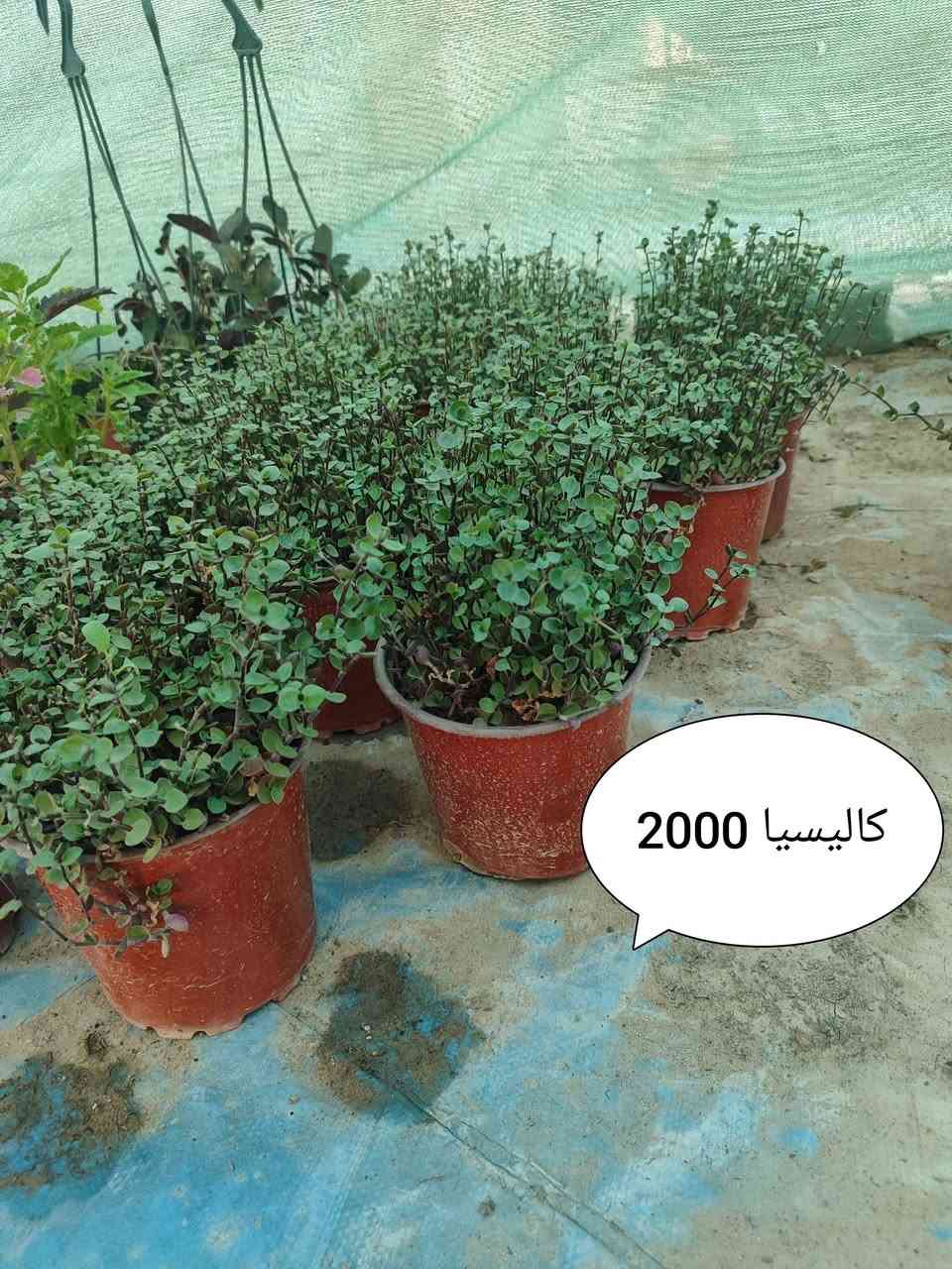 يتوفر خدمة توصيل لكل مناطق اربيل 3 الاف دينار


**إذا كنت صاحب هذا الإعلان وتريد حذفه لأي سبب، رجاءا أرسل رسالة إلى الدعم الفني**