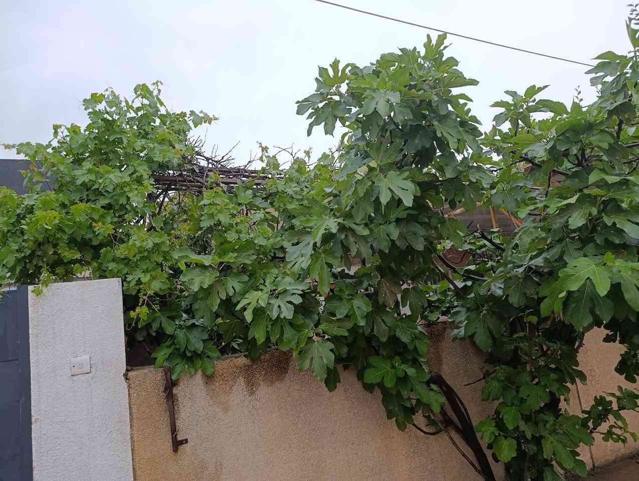 سلاو هاوریان خانویەکی پاک وخۆشمان هەیە  لەقەرەداغ ٢٠٠ مەترە  باخیکی ٢٠٠ مەتریشی لەگەلدایە خانوەکە زۆر خۆشە  بۆ زانی نرخ پەیوەندی بەم ژمارەوە بکەن 
***********
