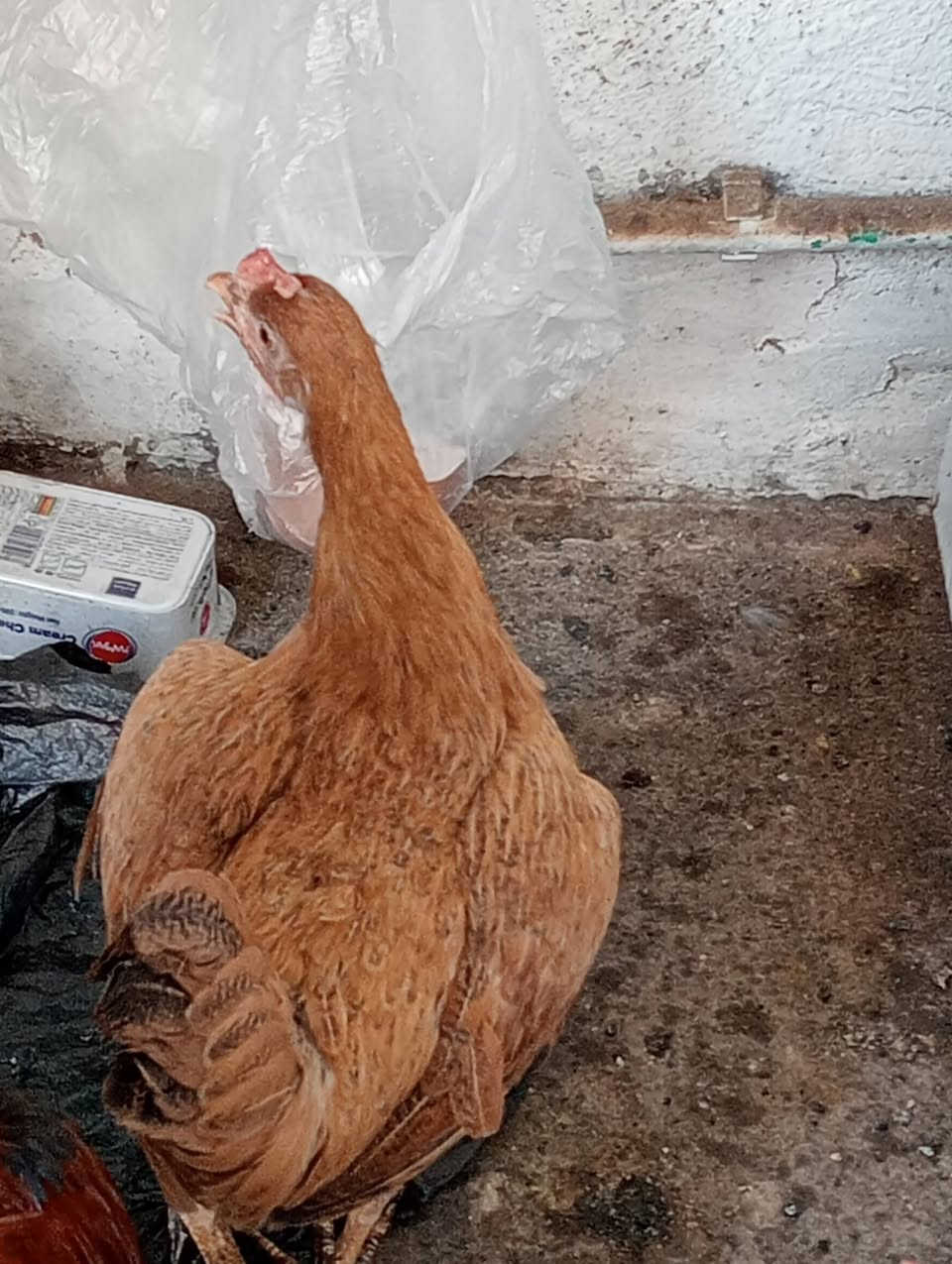 4دجاجات و2ديوجه دجاجات عرب وجداجةت كويتيات بياضات البيع


**إذا كنت صاحب هذا الإعلان وتريد حذفه لأي سبب، رجاءا أرسل رسالة إلى الدعم الفني**