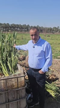 بستان نخيل • نخيل برحي • اليوسفية