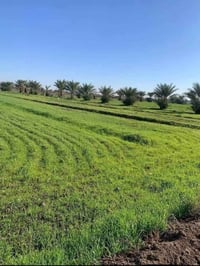 🌿 مكان هادئ ومناسب للراحة والهدوء 🌿 منطقة خضراء وهادئة جداً 📏 المساحة:...