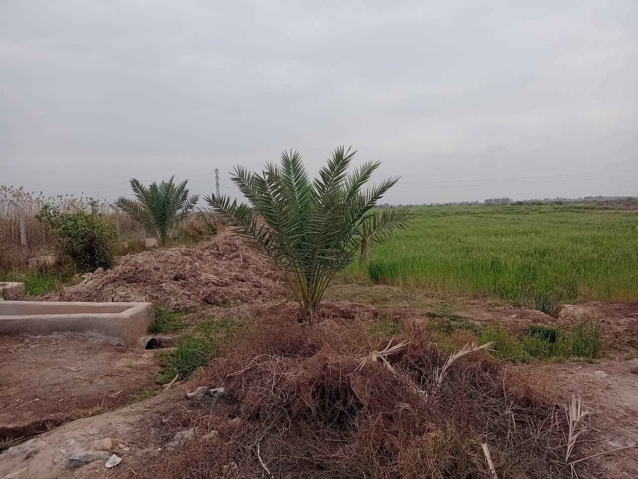 السلام عليكم ارض زراعيةاللبيع ٤٠ دونم بصوب بني ارجاب ٢٠٠ متر عن الشط والتبليط بين النصر والرفاعي خدمات و مستوصف و٣مدارس   ابتدائية متوسطة اعدادية بيها ١٧٠ نخله شويثي بيها بيها اشجار تفاح بيها بتلوومظخات ابوالعشروبو ٨مفصله شوارع كهرباء ماء مستمر شتاء صيف ***********الرفاعي المصيفي ***********
