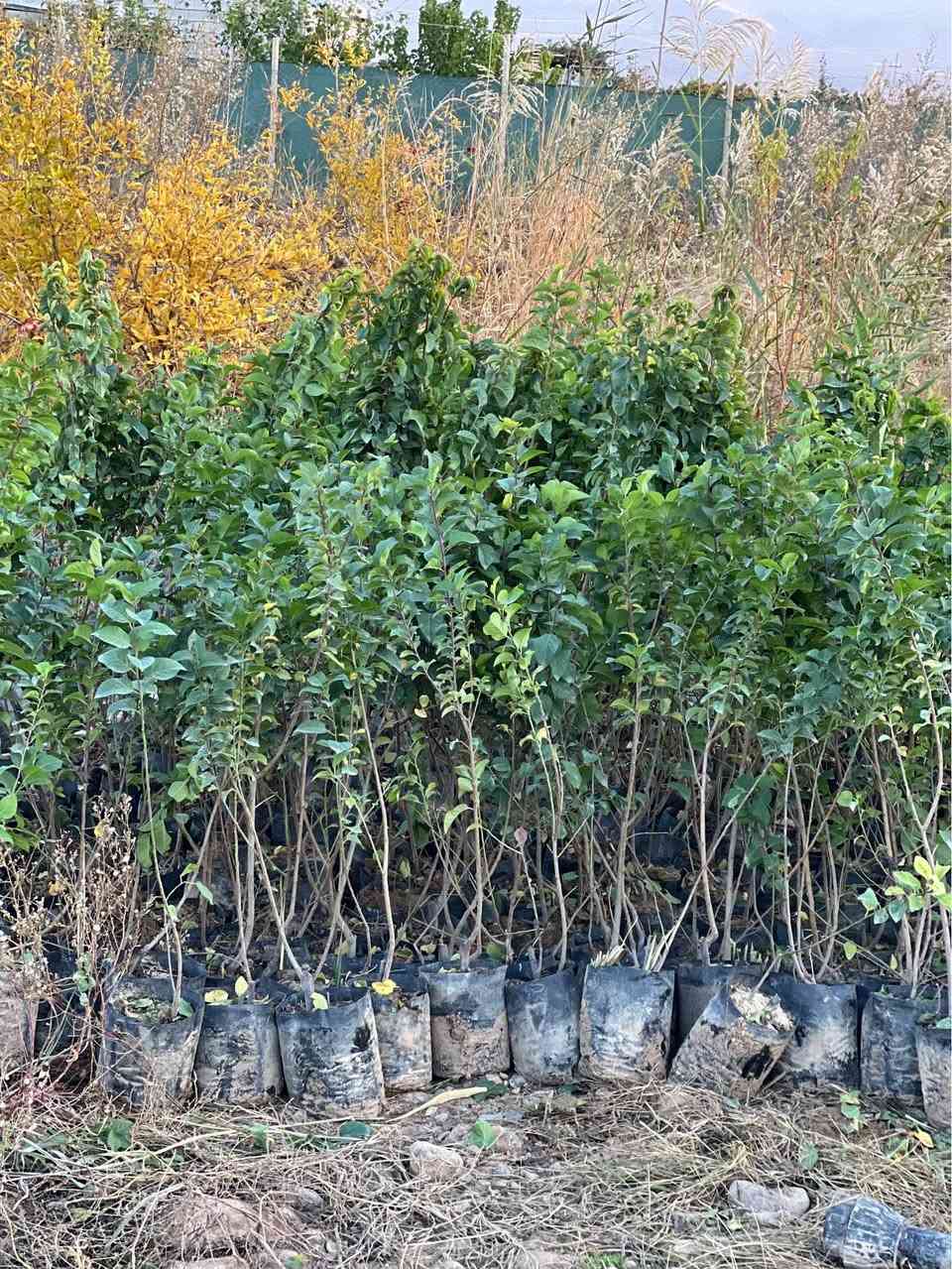 ‎نەمامی هەلوژەی سەوز 
‎(گەلاسی ئەمریکی )
‎هەلوژەی سور 

‎قەلەمی دەستی خۆمانە بەشەرت
‎نرخی3هەزار
‎رسمەکان هی هامان دارن کەلیمان قەلەم کردو 

‎بۆزانیاری زیاتر پەیوەندیمان پیوەبکەن 
٠۷۷۳۳۷۷۸۱۲۱
٠۷٥٠۱۷۷۸۱۲۱
‎ناونیشان 

 ‎رانیە گوندی کانیماران رانية, السليمانية


**إذا كنت صاحب هذا الإعلان وتريد حذفه لأي سبب، رجاءا أرسل رسالة إلى الدعم الفني**