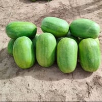 تتوفر بذور رقي صنف درجة أولى  لطلب البذور  واتساب  ٠٧٨٦٥٥١٥٢٢٤