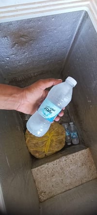 مجمدة • تجميد فول • حجمه وسط