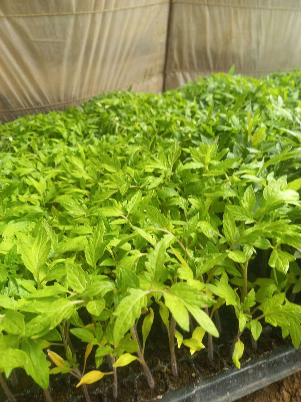 طماطه نون البيع لا ستفسار لاتصال على
الرقم ***********
