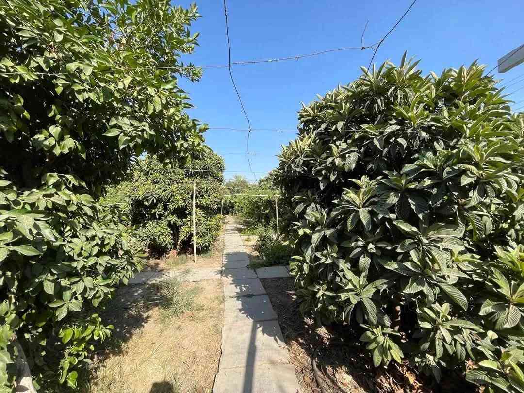 مرحباً بكم في مزرعة المحبة!
يسرّنا استقبال العوائل والشباب من جميع محافظات العراق، في قلب مدينة بلد الحبيبة، والتي تبعد فقط 70 كيلومتراً عن العاصمة بغداد، وتُعدّ متنفساً طبيعياً بهوائها العليل وطبيعتها الساحرة 🌿☀️.

نظام الحجز:

شفت صباحي: من 10 صباحاً إلى 5 عصراً 🌞

شفت مسائي: من 8 مساءً إلى 8 صباحاً 🌙✨

مزايا المزرعة:

مساحة 2500 متر مربع، مزروعة منذ أكثر من 15 سنة 🌳

قمرية عنب بطول 100 متر وعرض 5 أمتار 🍇

كراج يتسع لـ 10 سيارات 🚗

مسبح كبير للكبار (يتم تبديل مياهه بعد كل شفت) 🏊‍♂️

مسبح صغير للأطفال 🛝 ‏‏⁨‪***********
