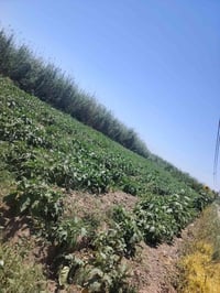 للبيع دونم طابو زراعي سند 25  مكان بغداد اللطيفيه منطقه ابو عوسج باسمي...