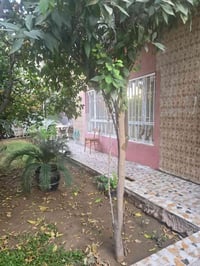 بطريق بغداد • طابو صرف • ٢٥٠م