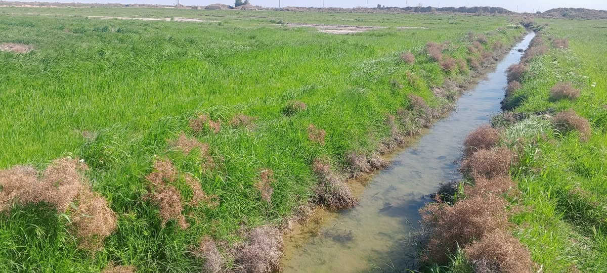 اللبيع گاع زرع اللبيع يتوفر جميع الخدمات ماء وكهرباء وطريق قريب على الشارع العام  35دونم  المكان الناصريه الدوايه منطقه العزارمه اللستفسار ***********
