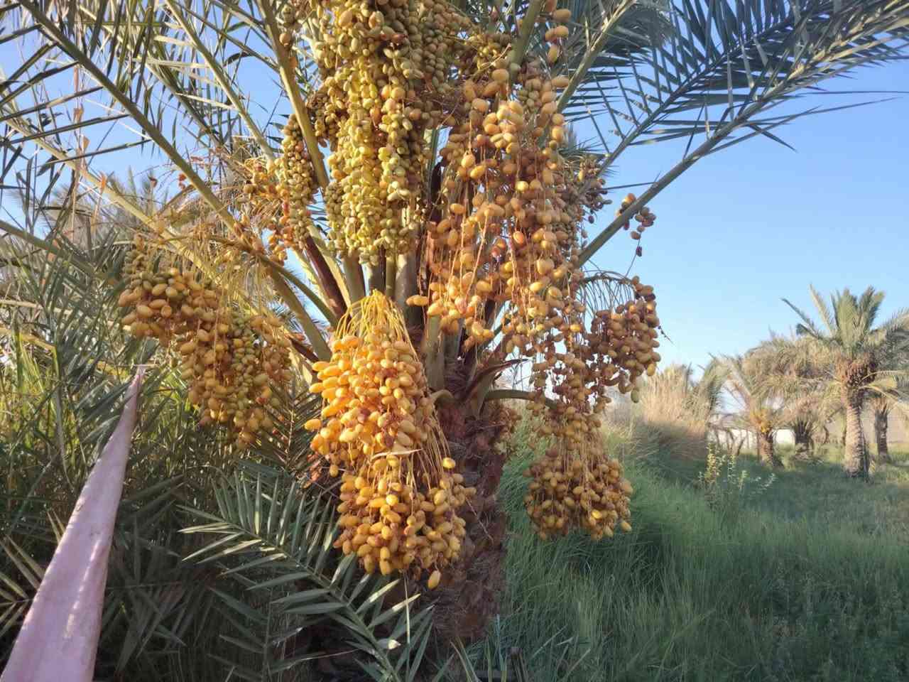 سلام عليكم من رخصت ابو الكروب مزرعة اللبيع طابو بستنة مساحة ٣٠٠٠م مع بيت يتكون من ٤غرف نوم وصالة واستقبال ١٥م ومطبخ وصحيات داخلية وخارجية خدمات كاملة كهرباء وماء اسألة وماء سقي العنوان طريق السنية جهة زوار مقابل جامعة جديده تبعد عن شارع العام ١٥٠م الاتصال على الرقم ***********
