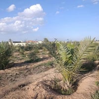 ٢ دونم • نخل ٧٥ • عقد ملكية
