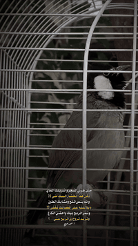 بلبل للبيع اليف قفص الطير ميسكت يغرد باليل وبالنهار الله شاهد ياكل من ...