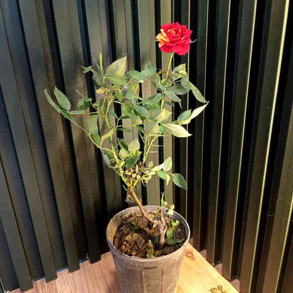 وصول وجبة جديدة 
من النباتات الداخلية والخارجية
الانيقة والجذابة
الاسعار مذكورة تحت الصور

للطلب والاستفسار مراسلة الصفحة 
رقم الواتس اب ***********

يوجد توصيل داخل الموصل 
والجميع محافظات العراق
