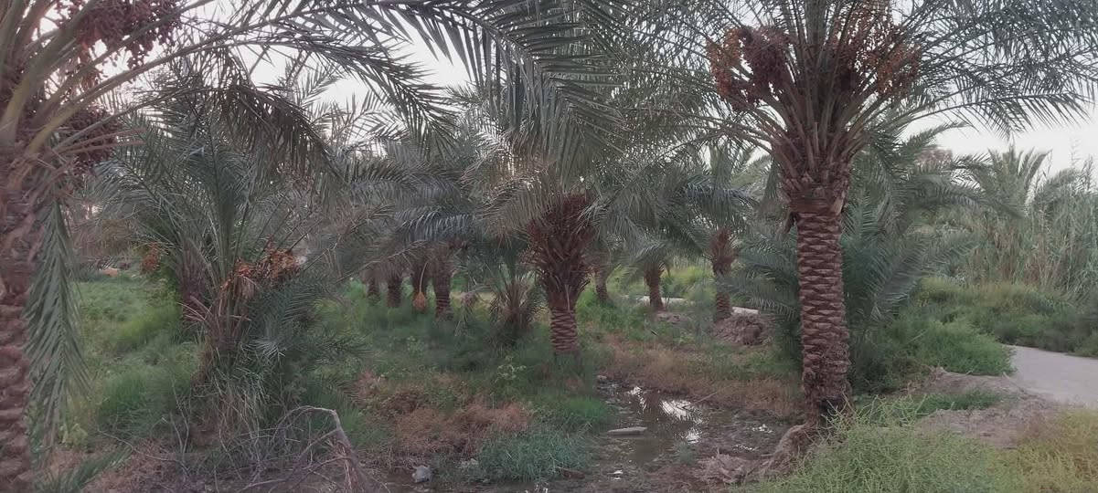 ارض زراعيه للبيع خمسه دونم مع اربع بيوت ع طريق أهل الشط مقابيل المعش_ ماء اساله _وكهرباء  وبستان نخل جميع انواع الفسائل مع بحيره سمك _وحقل دواجن للاستفسار ***********
