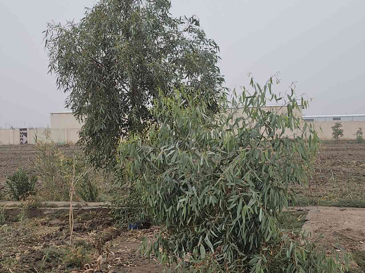 يا الله
اللهم صلي على محمد وآل محمد 
مزرعه للبيع مرتبه مع دار جاهز للسكن  
منطقه امنه جدآ  وجاهزة من الماء والكهرباء والمجاري  
المزرعه ثلاث دوانم ونص  مسيجه بناء بلوك ومع شريط بلاجكتور حول سيج المزرعه عدد ١٥ بلاجكتور  ويوجد منظومة ماء تقطير في المزرعه علمآ توجد كرمه ماء من نهر الوفاء قرب المزرعه ويوجد غطاس ماء من الكرمه الى المزرعه كماء يوجد حوض ماء ٦٥ الف لتر موقع المزرعه مميز ركن شارعين عرض الشارع ١٢ متر  شارع مبلط من الشارع الرئيسي إلى قرب المزرعه  كماء يوجد محميه عدد ٣ ويحد مجره بزل للمزرعه
العنوان الناصرية الخميسات حي الزهور قرب شركة النفط 🛢 
للاستفسار اتصل على الرقم  
***********
مكتب المدار الذهبي للعقار
